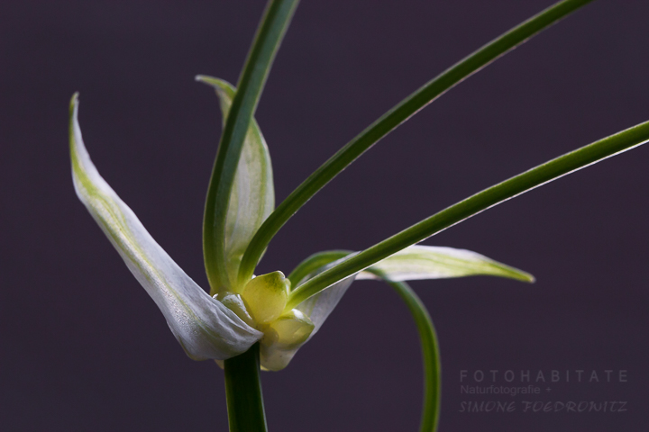 weiß-gelbe Blüte mit drei Stielen