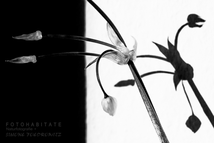 skurriler Blütenstand in schwarz-weiß