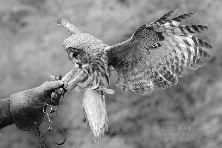 auf Handschuh landende Eule