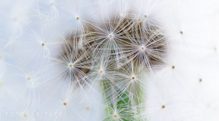 Pusteblume