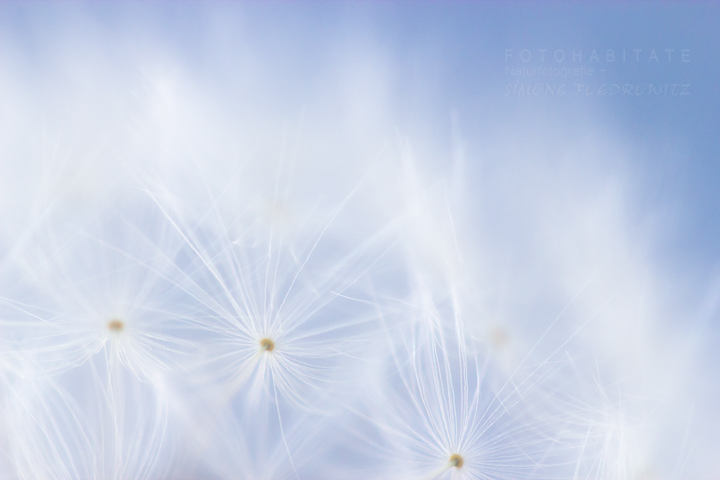 Flugschirme Löwenzahn