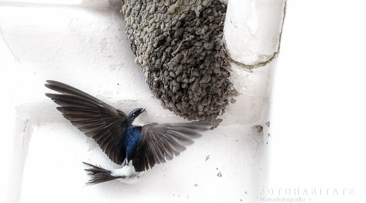 Anflug Mehlschwalbe Nest