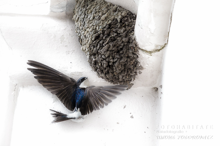 Anflug Mehlschwalbe Nest