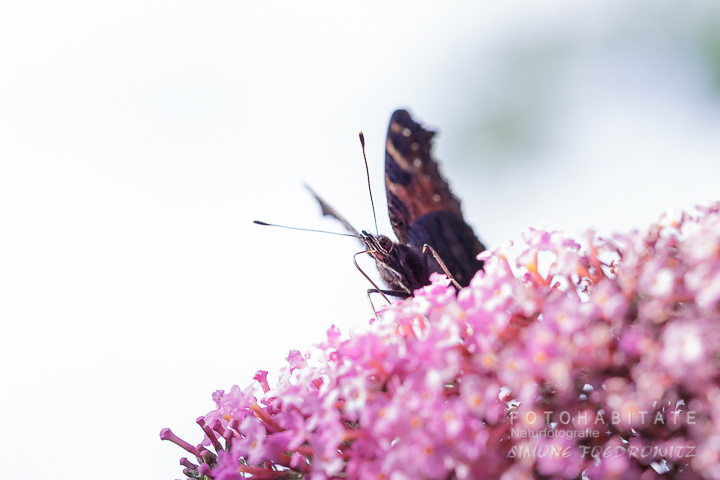 Schmetterling auf Blüte