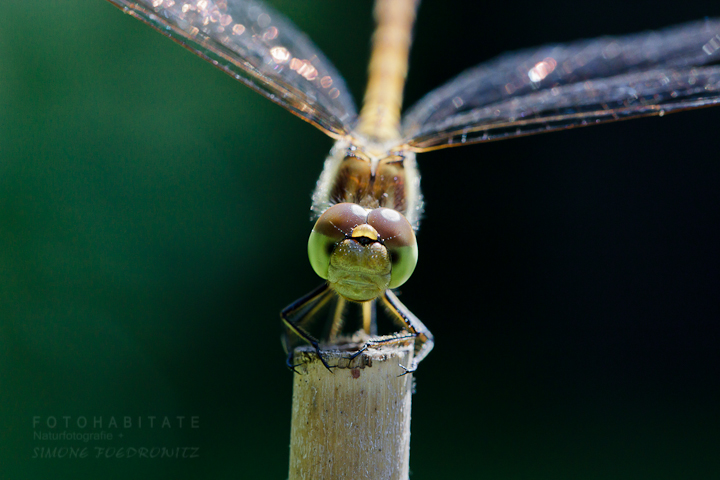 Libelle auf Ansitz