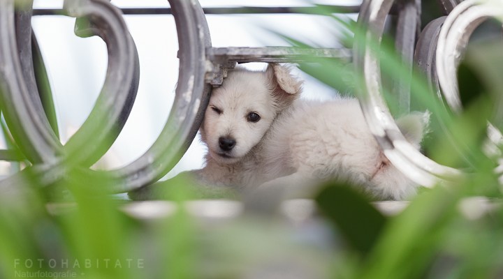 weißer kleiner Hund lugt zwischen einem Tischgestell hervor