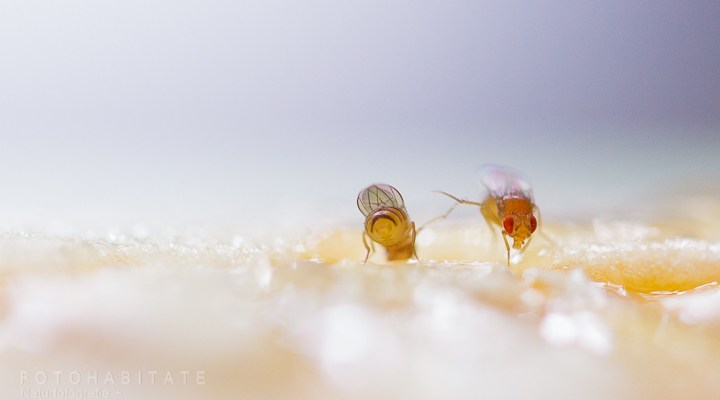 Fruchtfliegen auf Melone