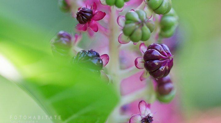 Früchte und Blüte an einem Blütenstand