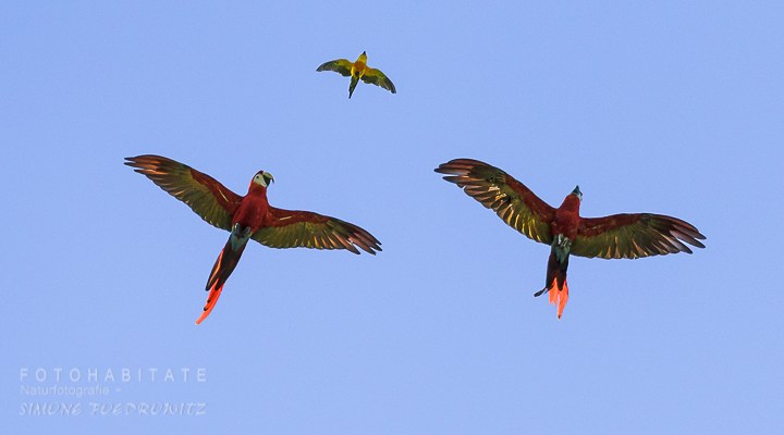 fliegende Aras mit Goldsittich