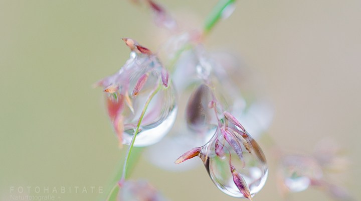 Tautropfen an Gras