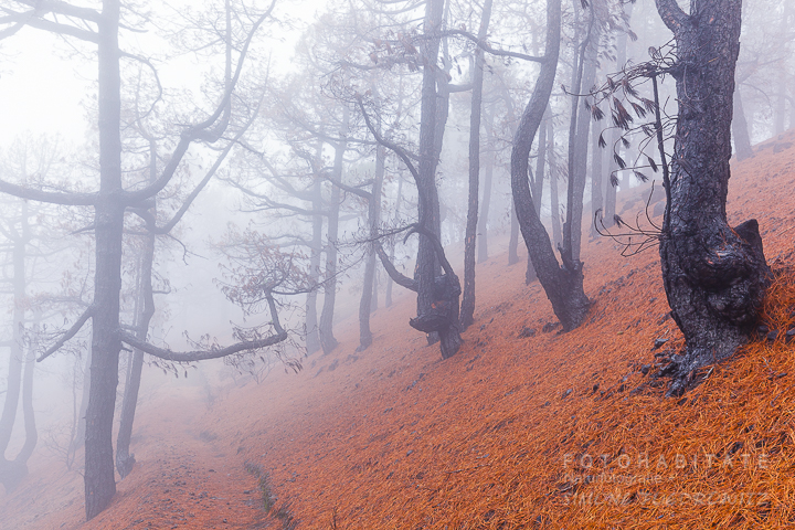 G-0003-fotohabitate_beauty-forest-fire-la-palma