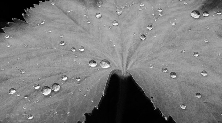 Regentropfen auf Blatt