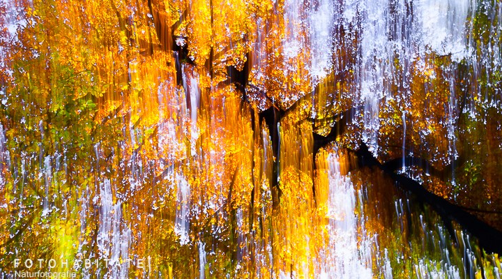 Wischerbild Herbstlaub Krone