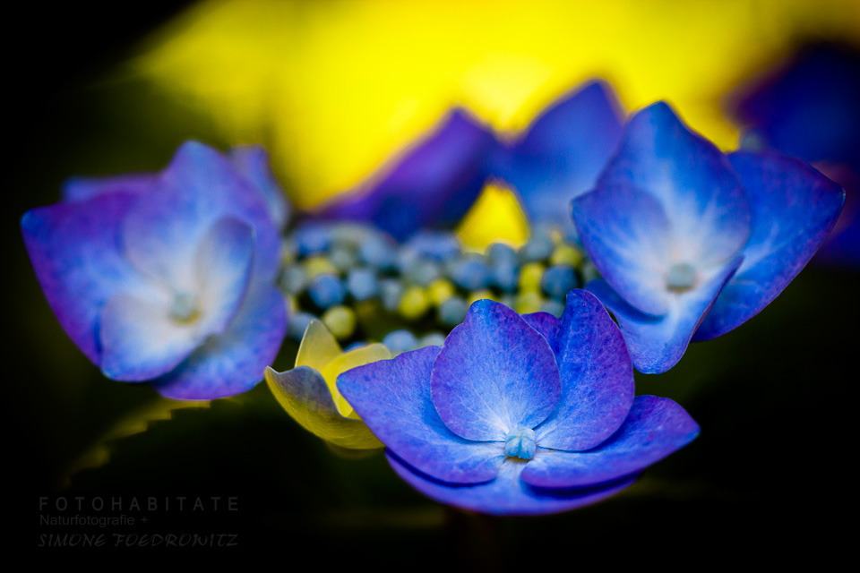 blaue Blüten vor gelber Farbe