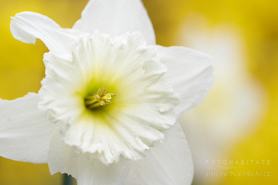 weiße Blüte Narzisse