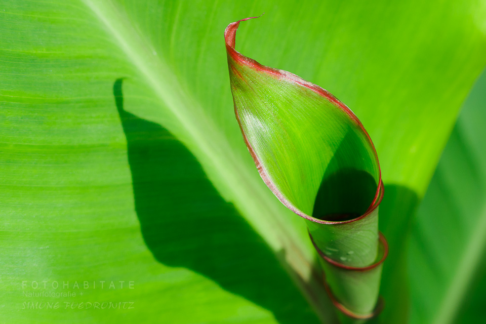 eingerolltes Blatt Blumenrohr
