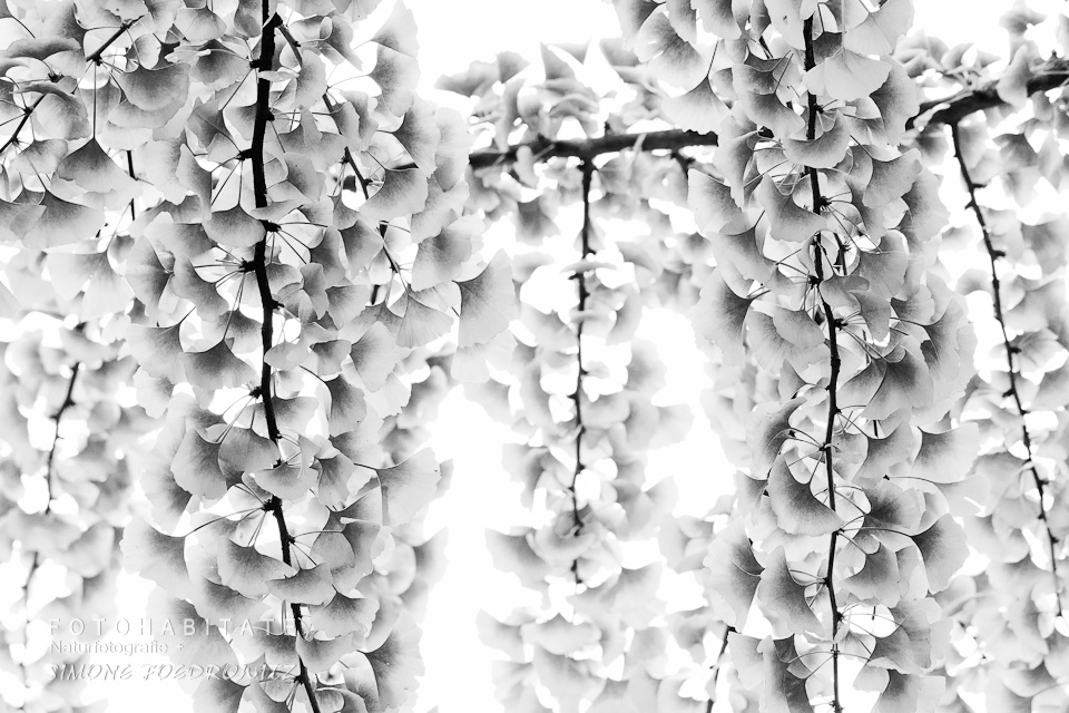 Blättertrauben in schwarzweiss