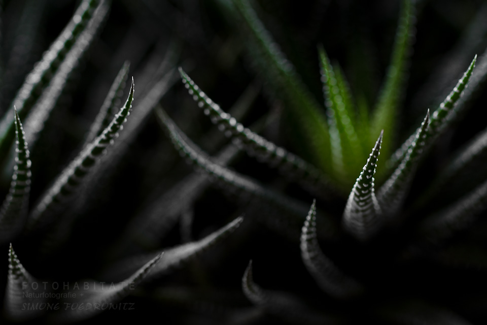 weiß gebänderte Blätter (Haworthia)