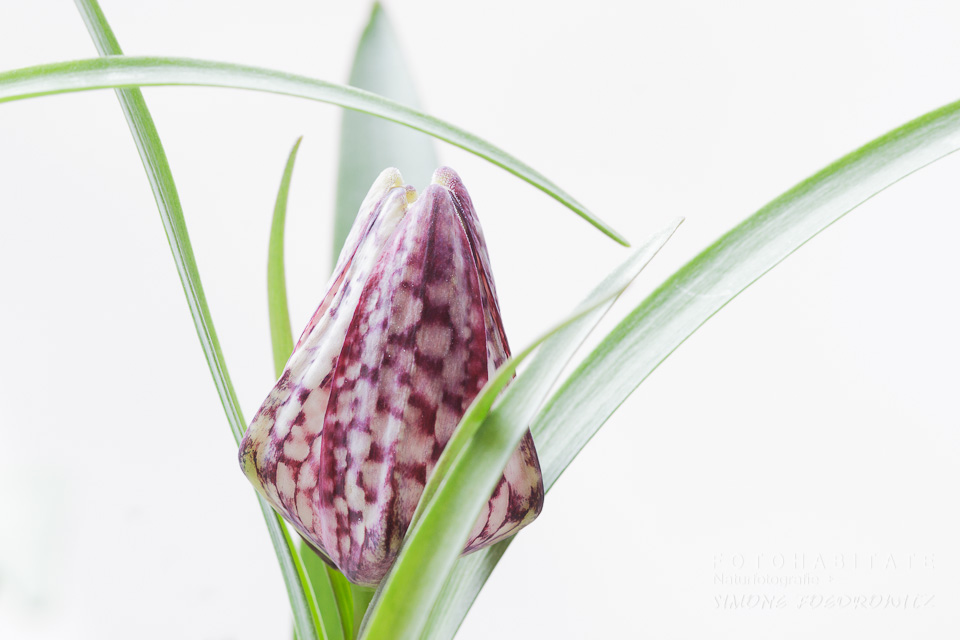 lilia gemusterte Knospe