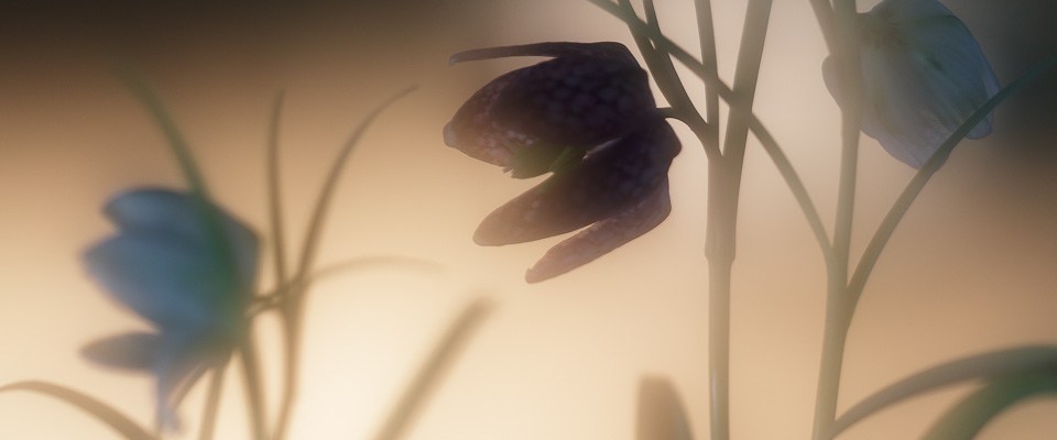 Blüten im Gegenlicht