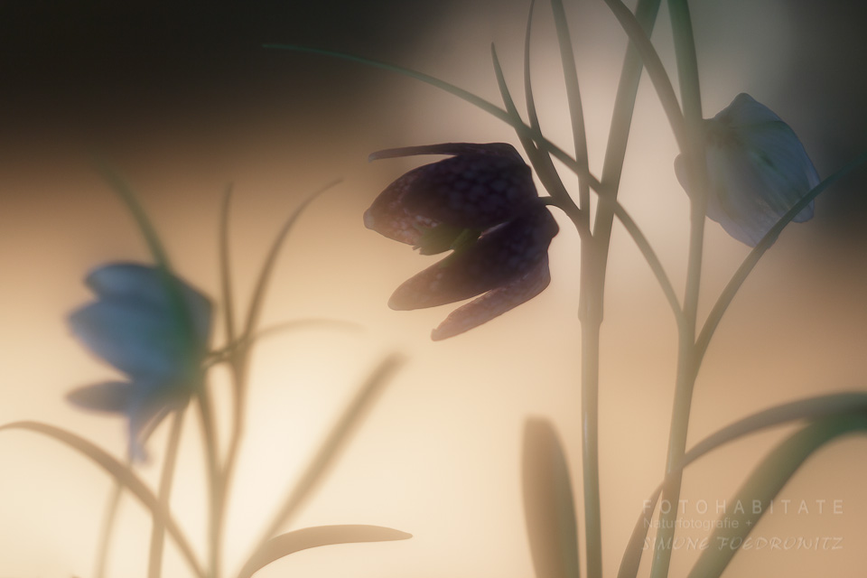 Blüten im Gegenlicht