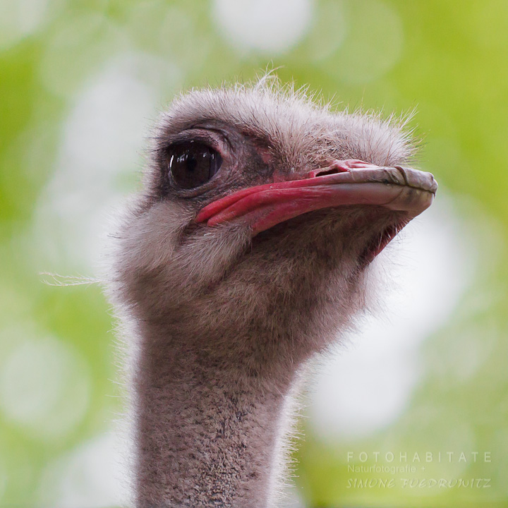 Kopf Vogelstrauss
