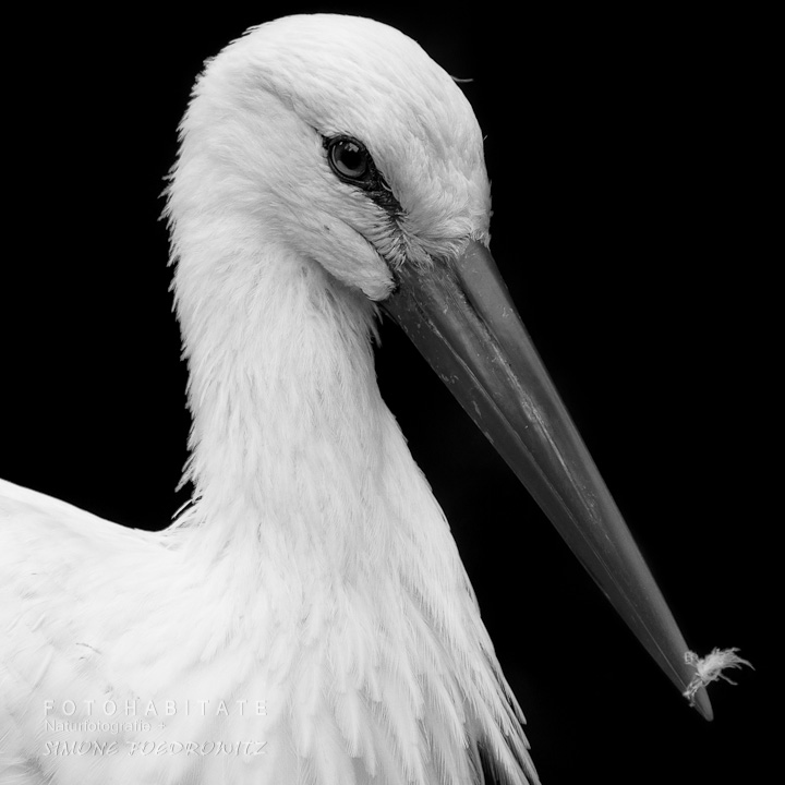 Kopf Weissstorch mit Feder im Schnabel