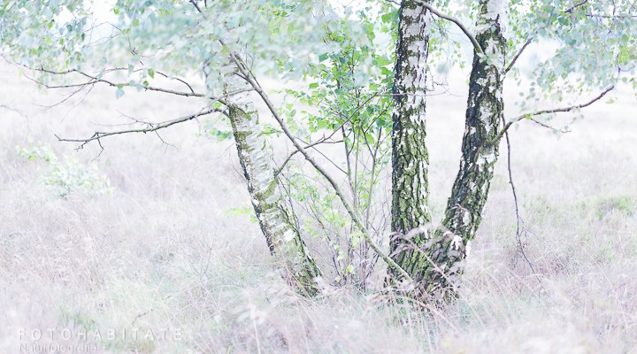 Birke in blühender Heide