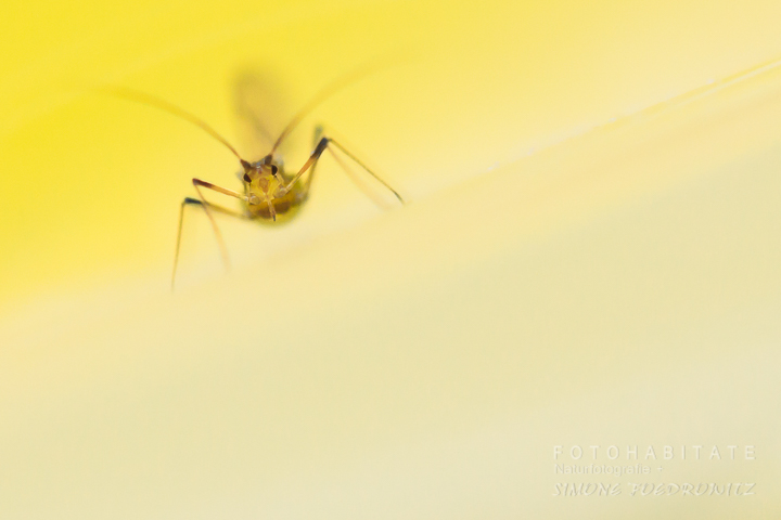 geflügelte Blattlaus Kopfbild