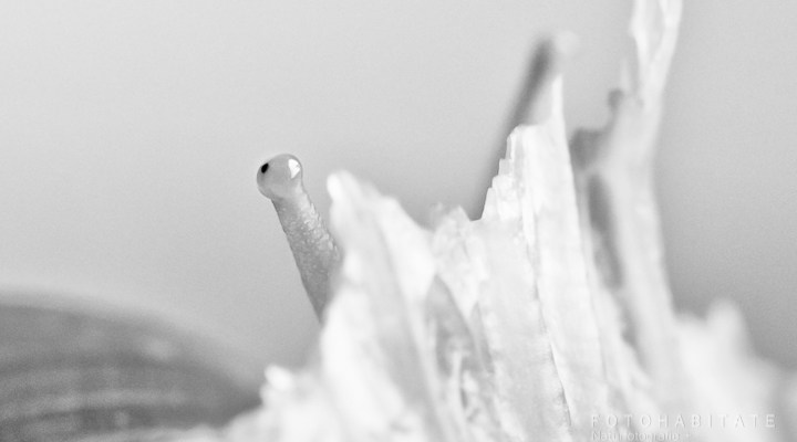 Fühler einer Schnecke