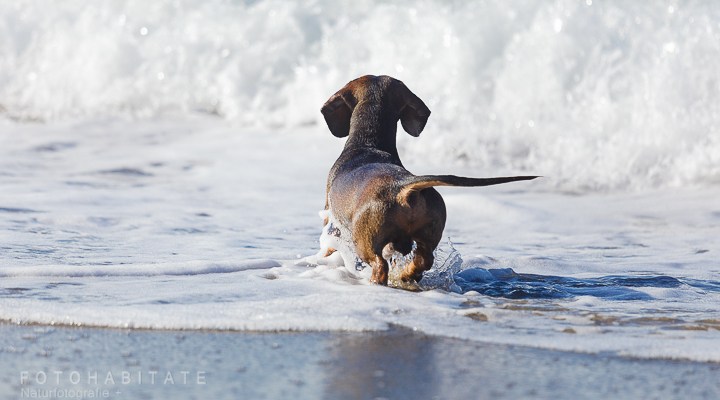 Dackel vor Welle am Strand