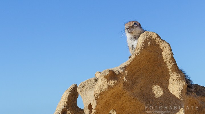 Streifenhörchen auf Stein