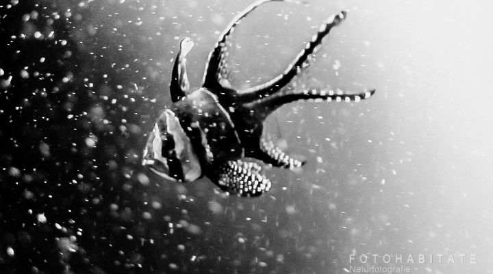 Skalar-Fisch mit Luftblasen in schwarzweiß