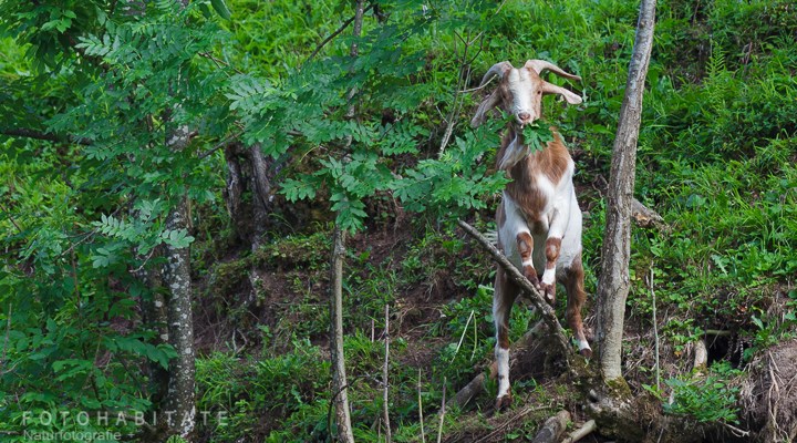 Auf Ast stehende überrascht blickende Ziege beim Fressen