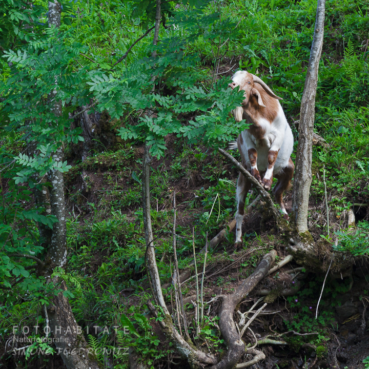 Auf Ast stehende Ziege beim Fressen