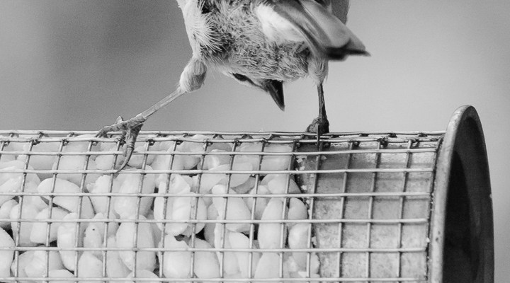 Blaumeise steht auf mit Erdnüssen gefülltem Futtersilo - schwarzweiss