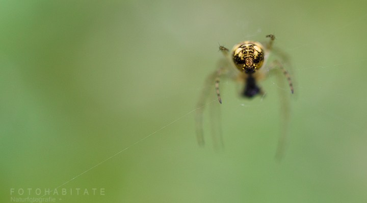 Hinterleib gelb schwarze Spinne