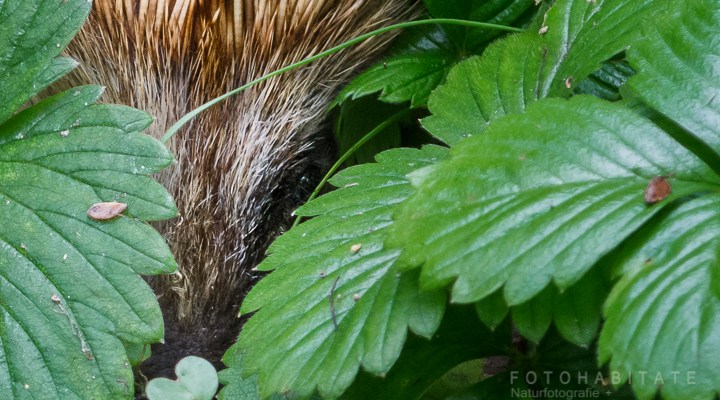 Igel lugt aus seinem Pflanzenversteck