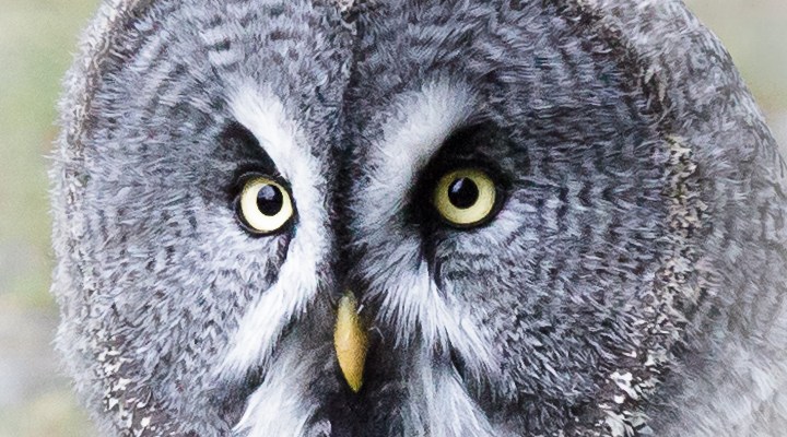 Kopf eines Bartkauz -Eule