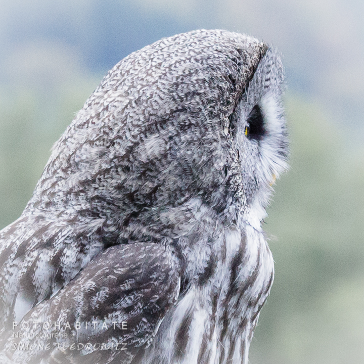 seitliches Kopfportrait Eule