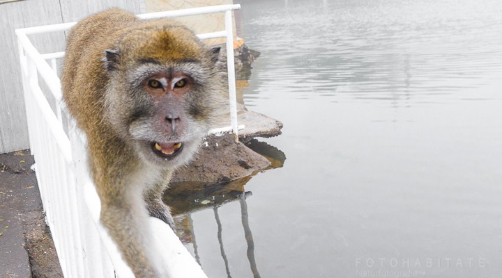 Affe schaut aggressiv in Kamera