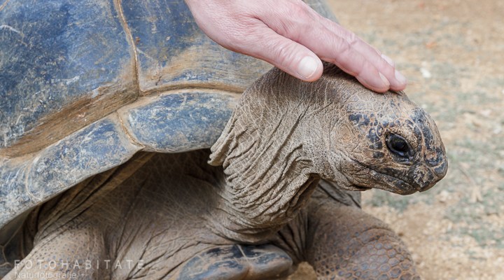 Hand streichelt Kopf von Riesenschildkröte