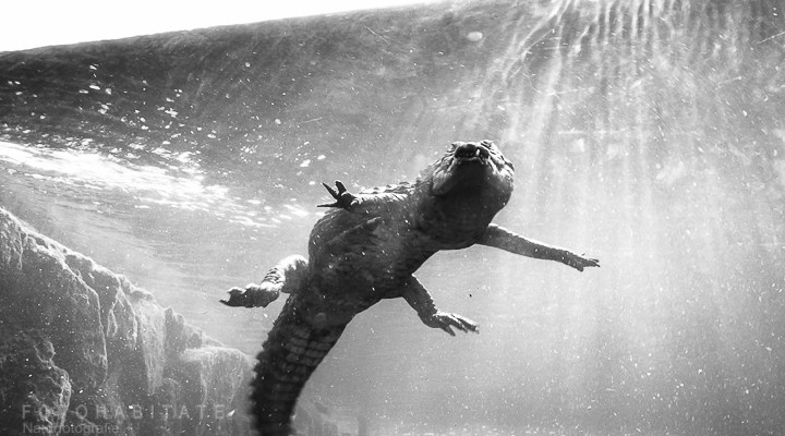 Tauchendes Krokodil im Aquarium