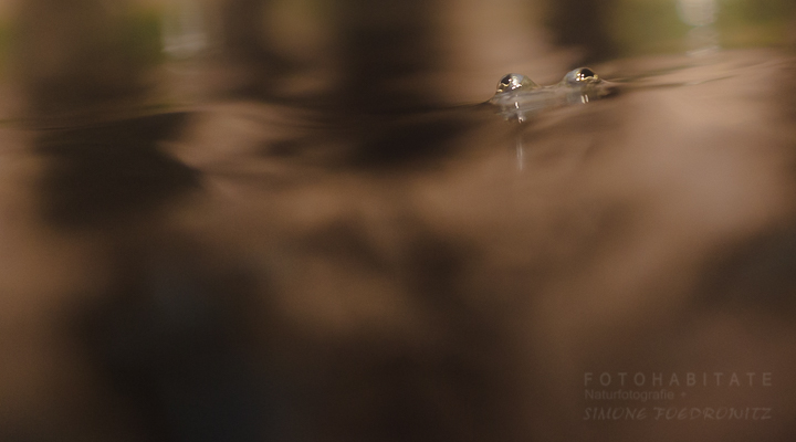 Frosch oder Fisch? Augen über Wasser