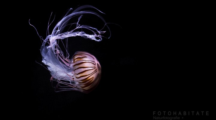 schwimmende Kompassqualle mit gemusterten Schirm und langen weißen Tentakeln