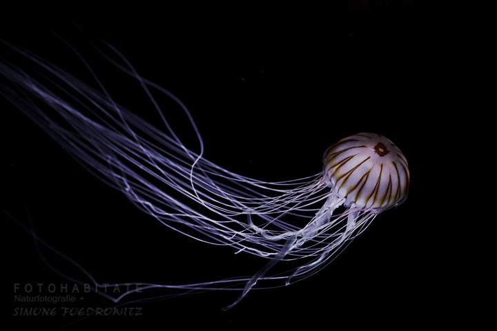 schwimmende Kompassqualle mit gemusterten Schirm und langen weißen Tentakeln
