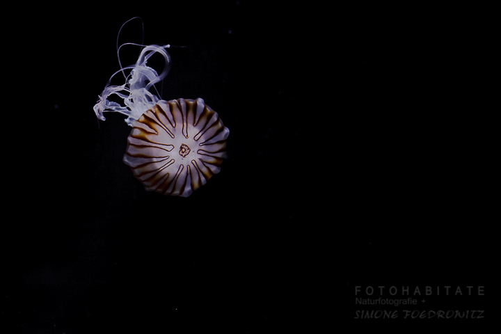schwimmende Kompassqualle mit gemusterten Schirm und langen weißen Tentakeln