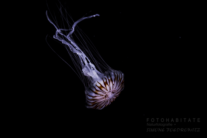 schwimmende Kompassqualle mit gemusterten Schirm und langen weißen Tentakeln