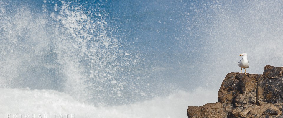 weisse Möwe auf Felsen in Brandung