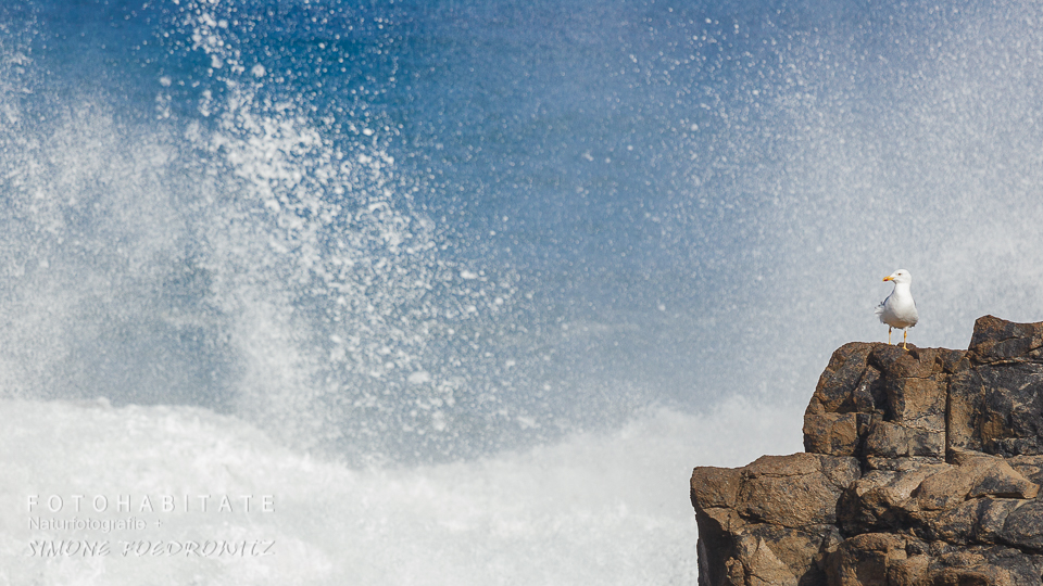 weisse Möwe auf Felsen in Brandung